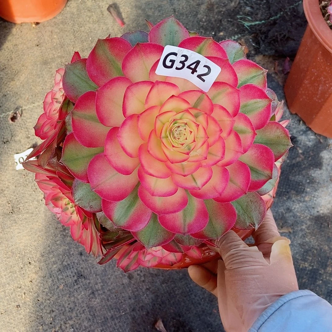 红陶风*子342荔枝3冠服红16