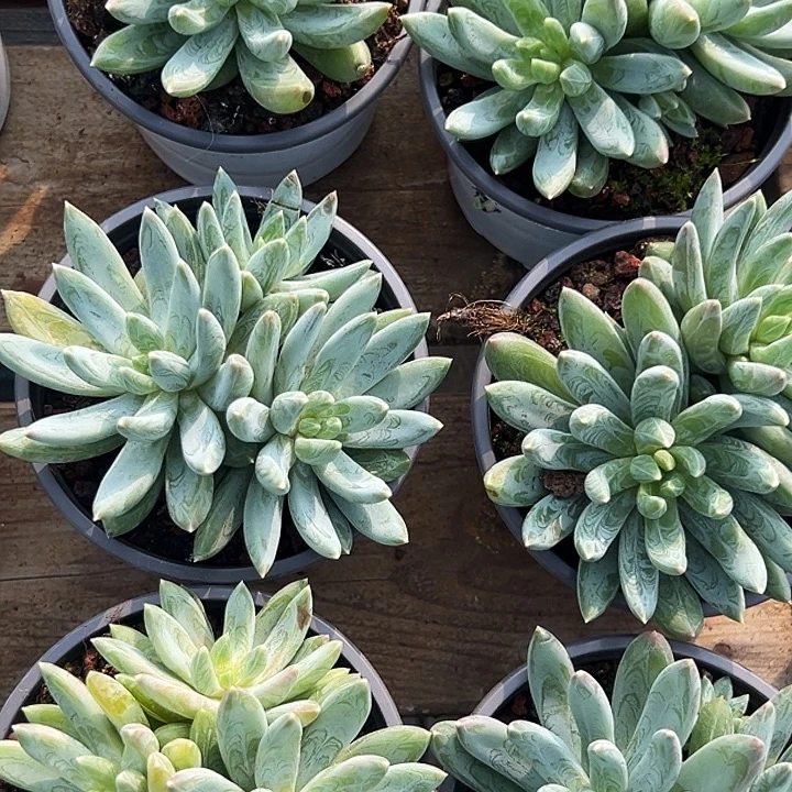 多头         炫彩星