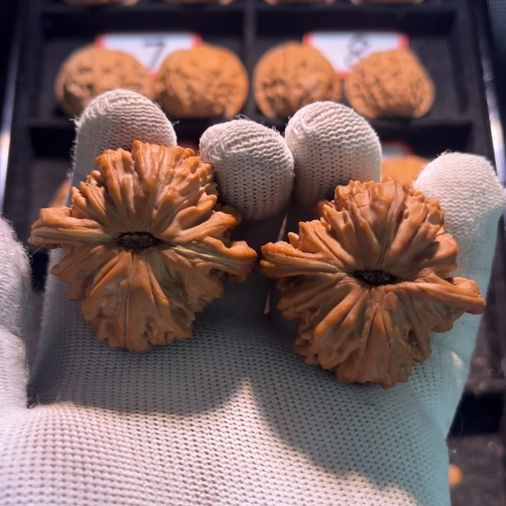 白***雾桃核吊坠05秦皇岛山地果全品