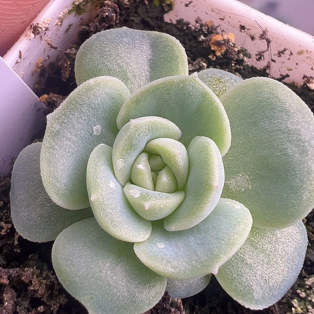 茉莉。新品。