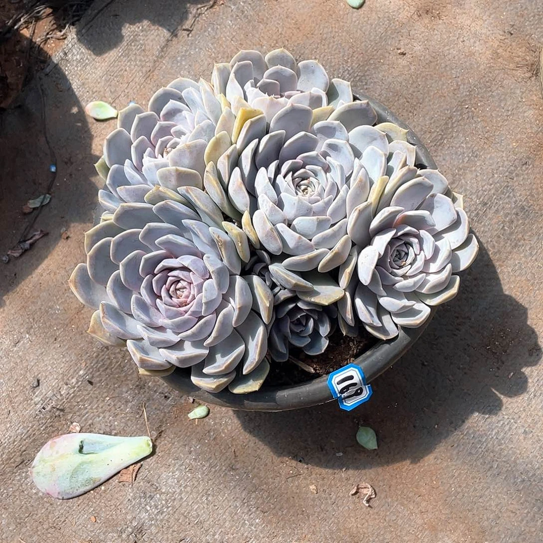 169汉堡一物一拍多肉