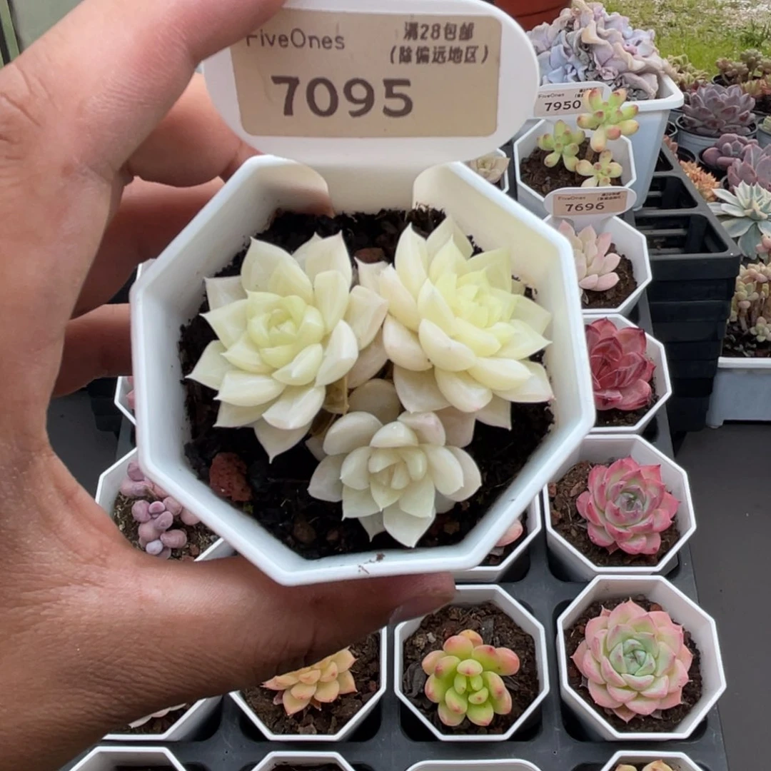 7095白天鹅4.0厘米