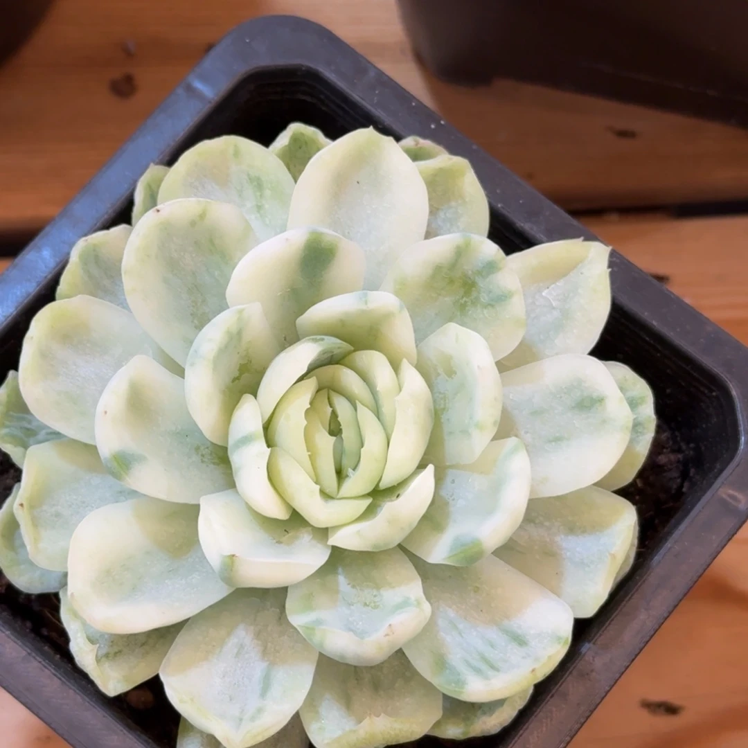 贝瑞 安吉园艺锦锦