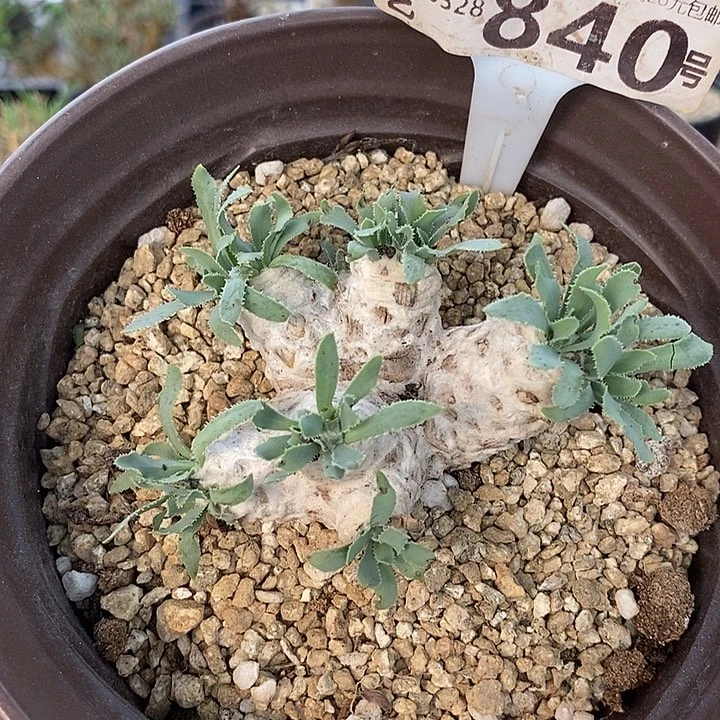 小*子840刨花一一一一一一一一一