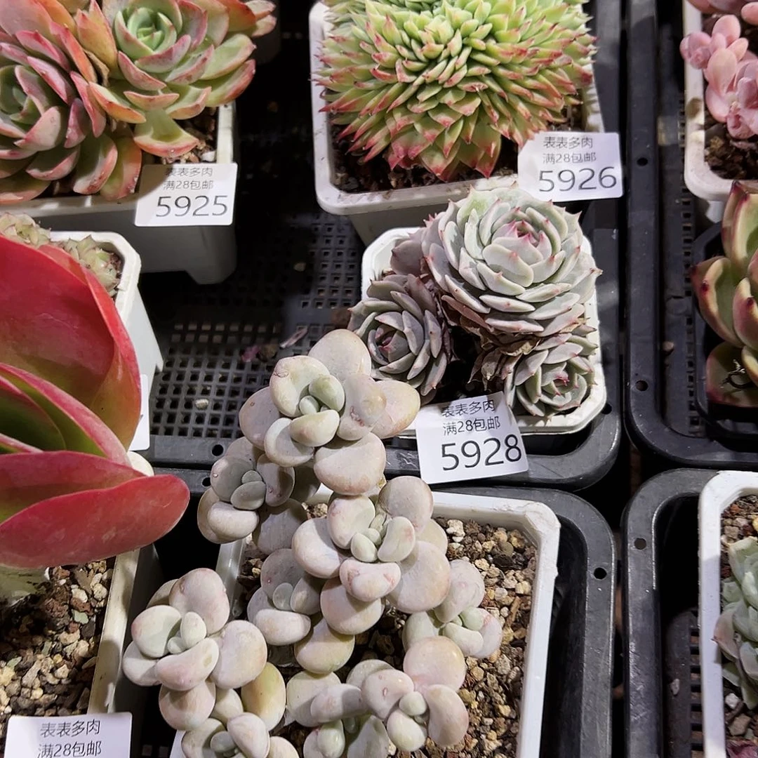 9号小**?我们，我在，5928