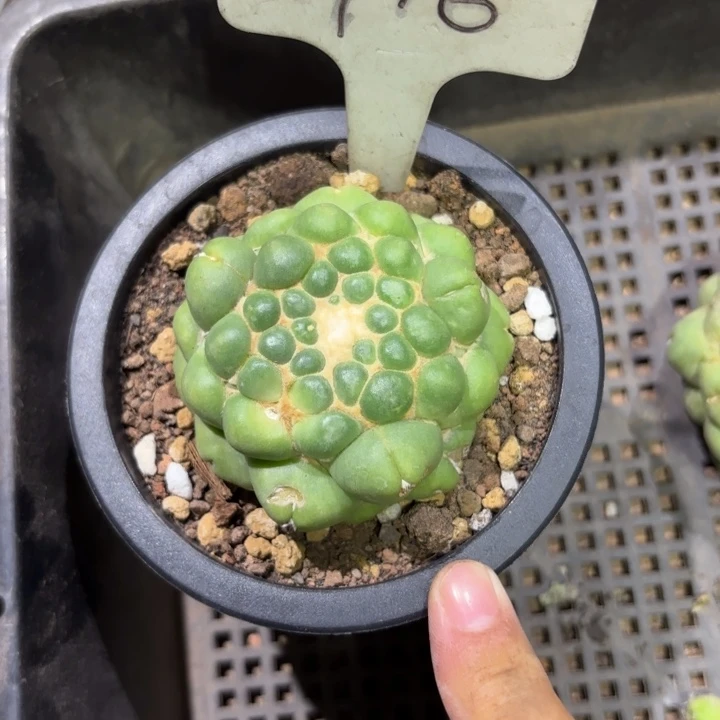 916无刺象牙好养皮实