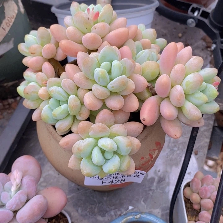 橘子香水洛神12cm428多肉植物