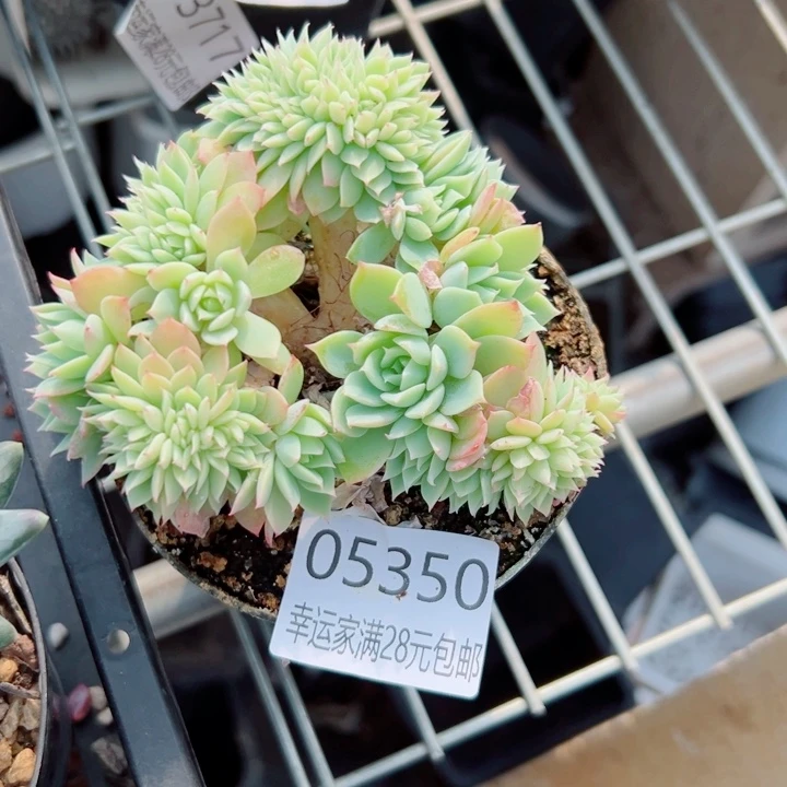 幸运的是我还在努力地生活