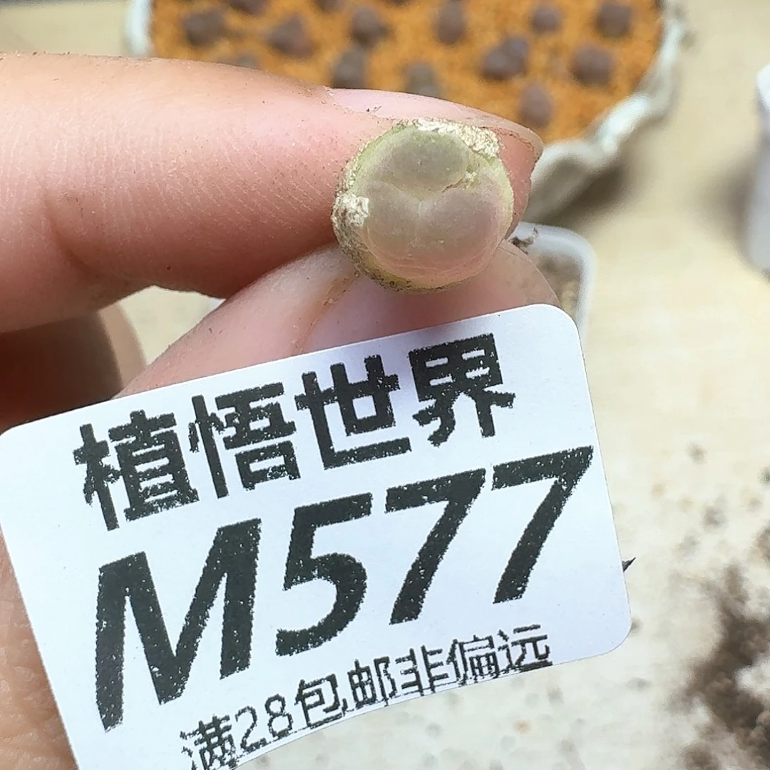 多肉植物的润泽地的饭