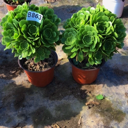 当前无花朵，栽培后可花朵冷*法师多肉植物863