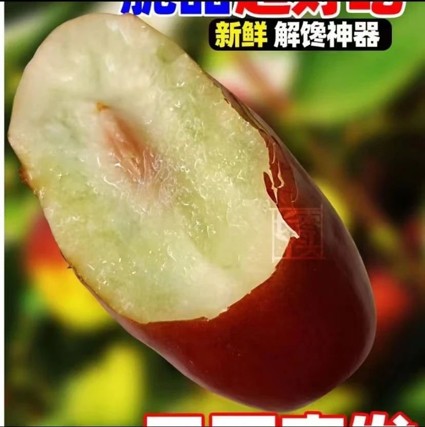 【长枣顺丰】正宗灵武长枣3/5脆甜可口 甜枣  枣子  红枣  皮薄
