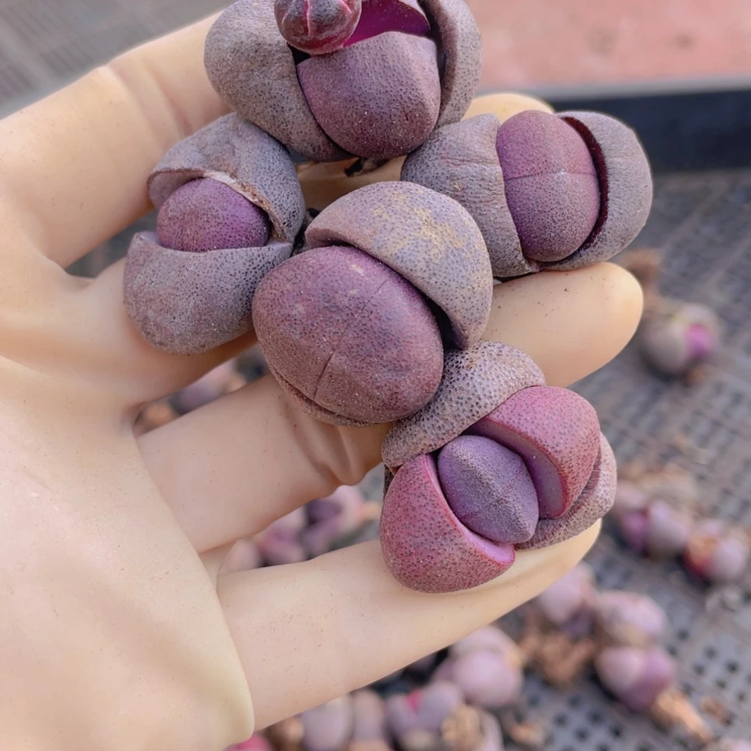 5颗紫元宝8888888888