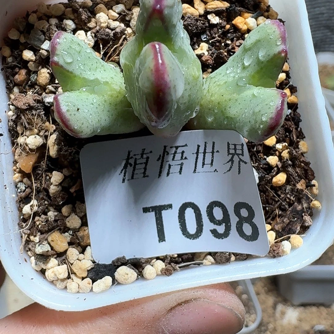 098盒多肉植物哇d f g