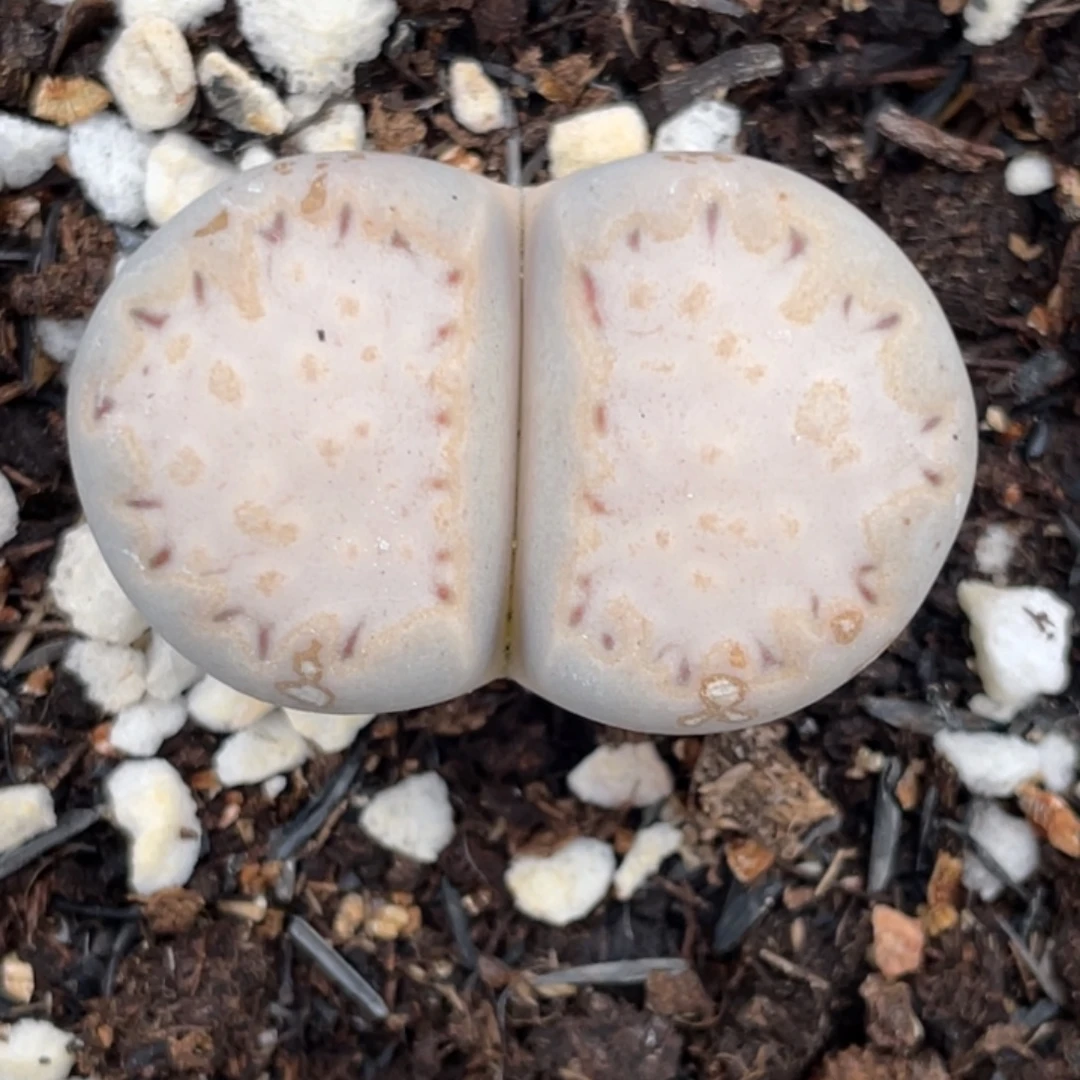 非偏远满20包邮092