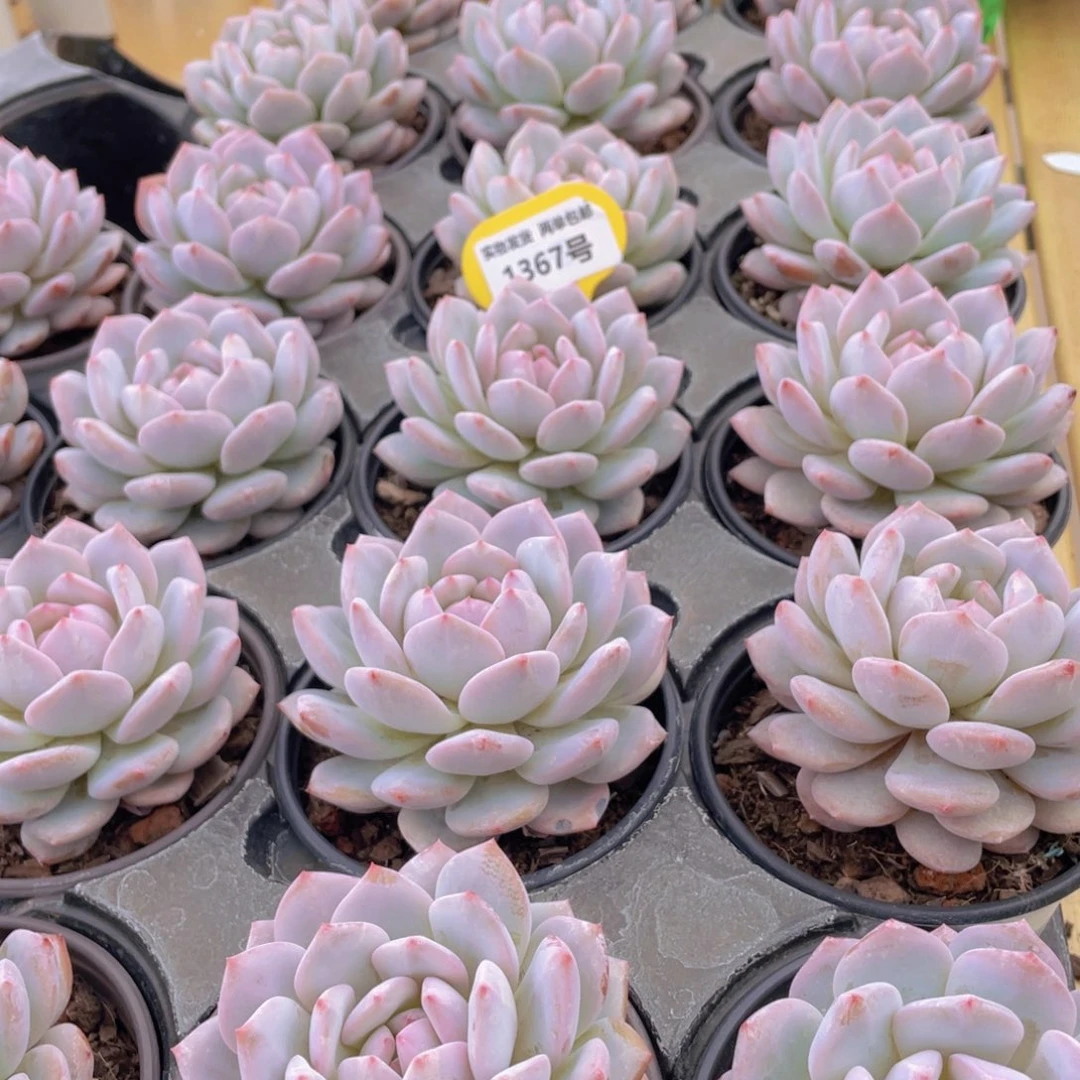 1367号 星星橙大单头一个