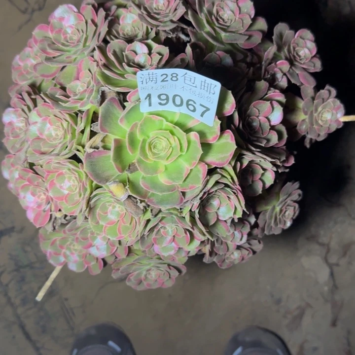 19067安娜多肉植物