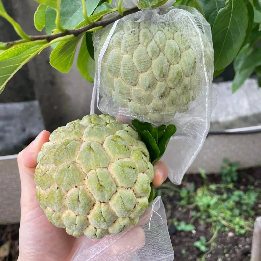 云南老品种释迦果番荔枝佛头果肉质鲜嫩软糯香甜而不腻冷链发货