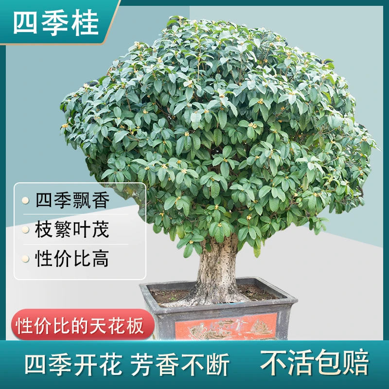 25年四季桂月月开花矮株老桩大盆栽清香型阳台庭院门口行道盆景