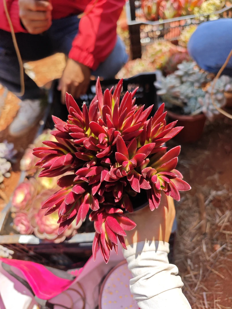 红辣椒 多肉植物