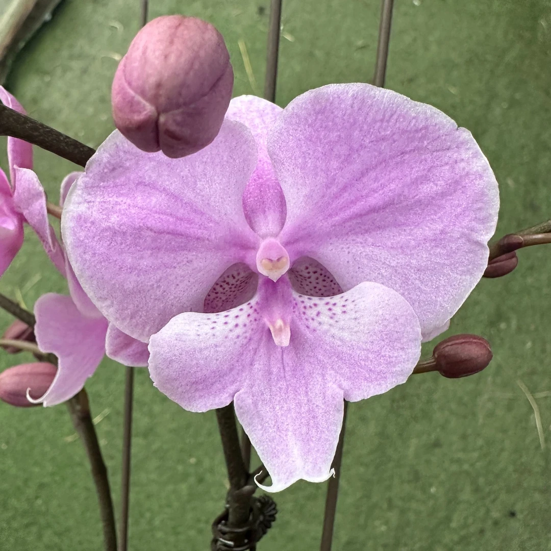 【禹城王子3.0寸】蝴蝶兰鲜花盆栽