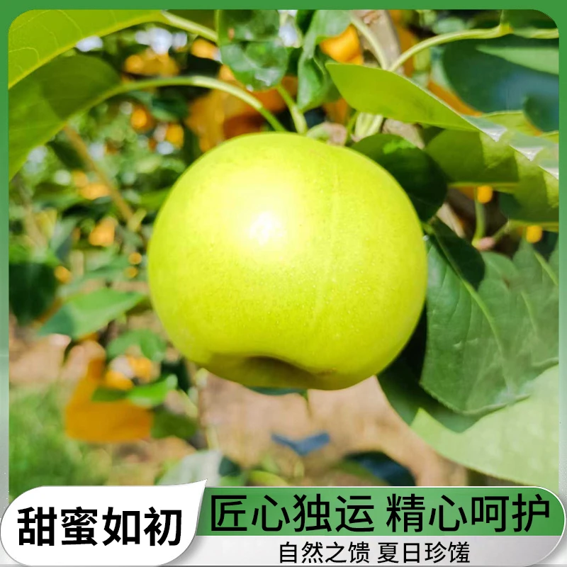 【正宗百里洲青皮翠冠砂梨】8果精品礼盒装（单果净重400-500克）