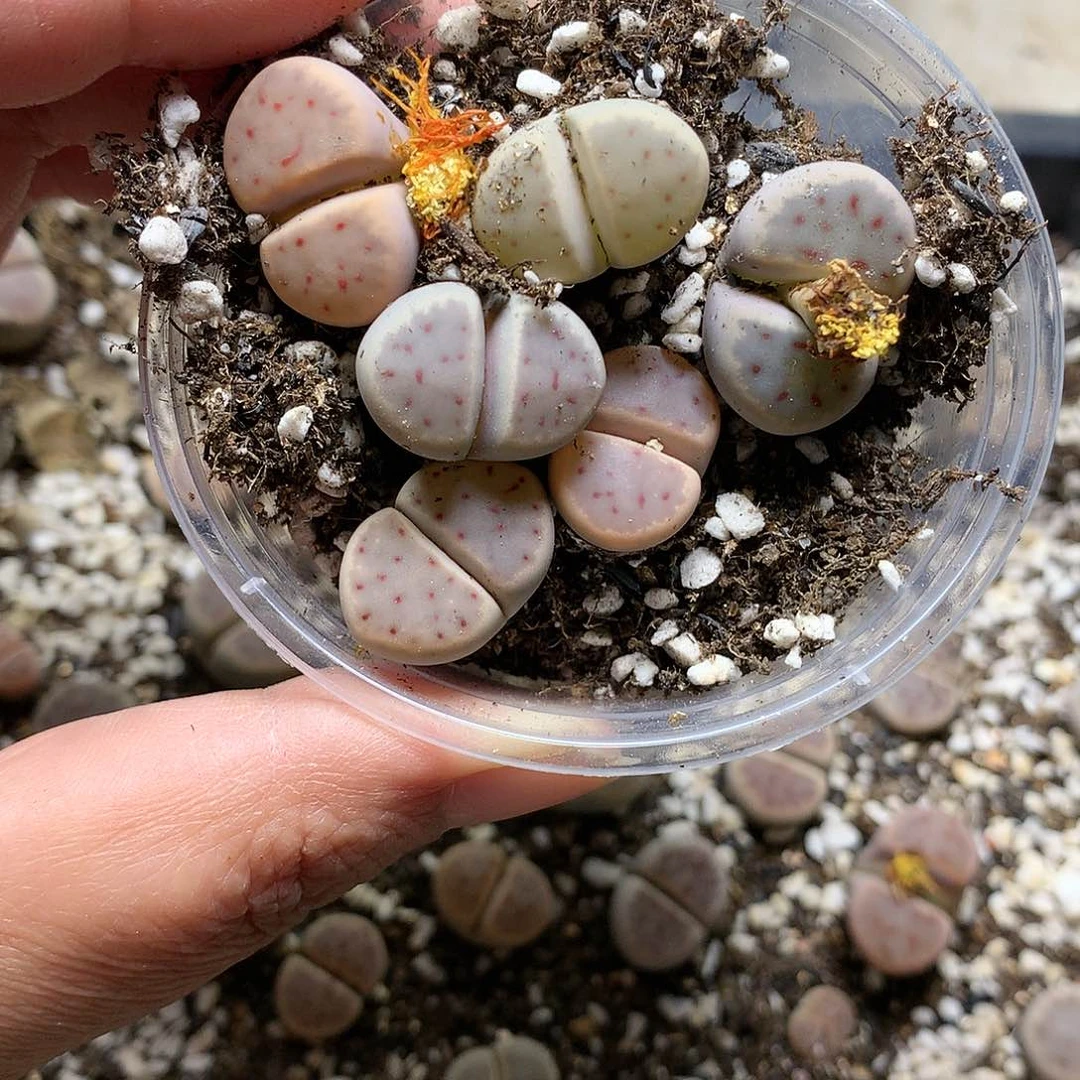 粉****心D297多肉植物保护研究所