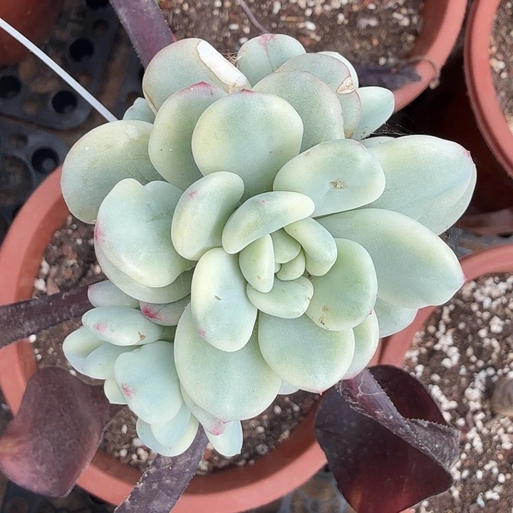 白马锦腹轮锦一刻群