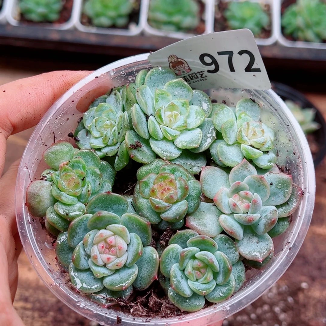 多肉植物多肉植物
