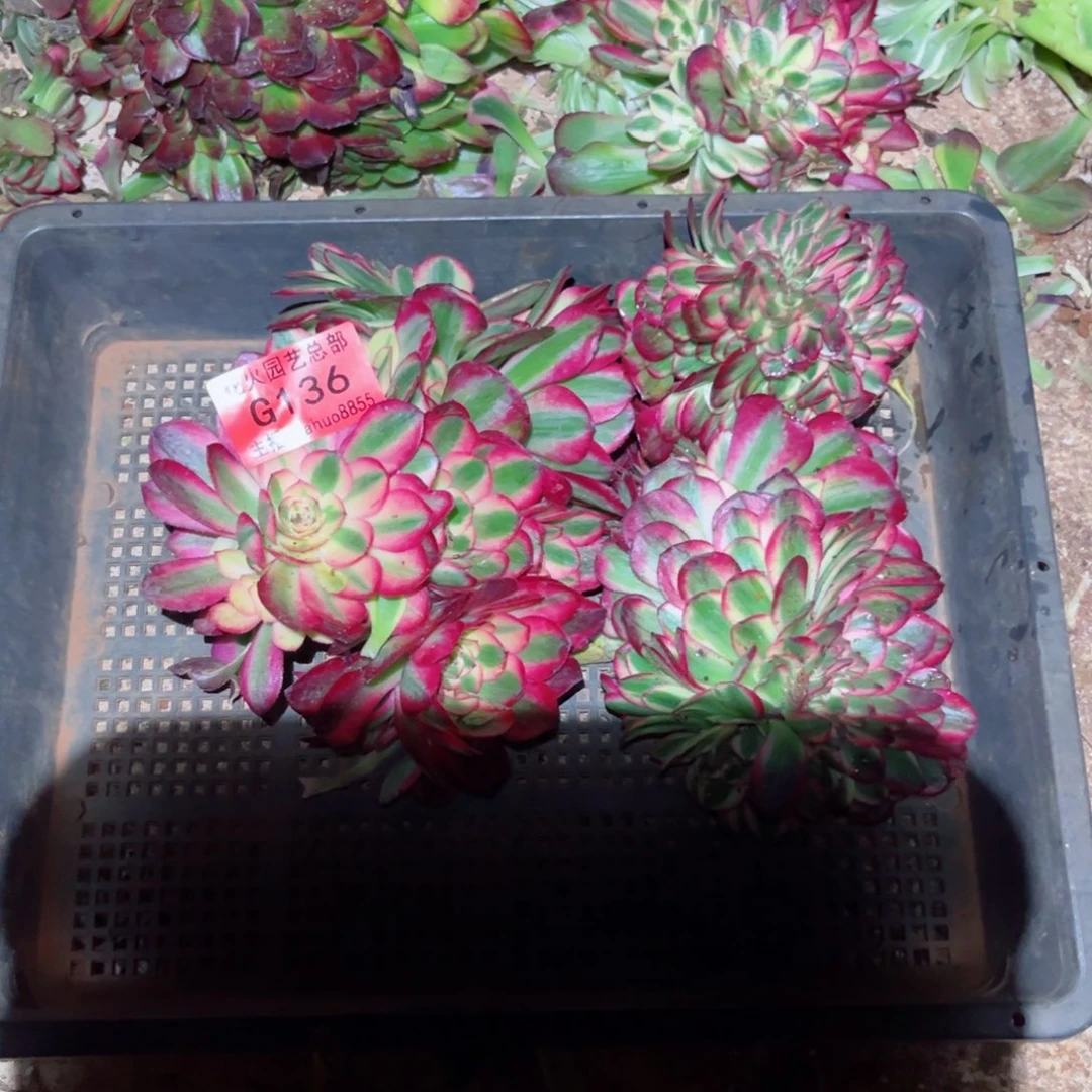 组合136多肉植物