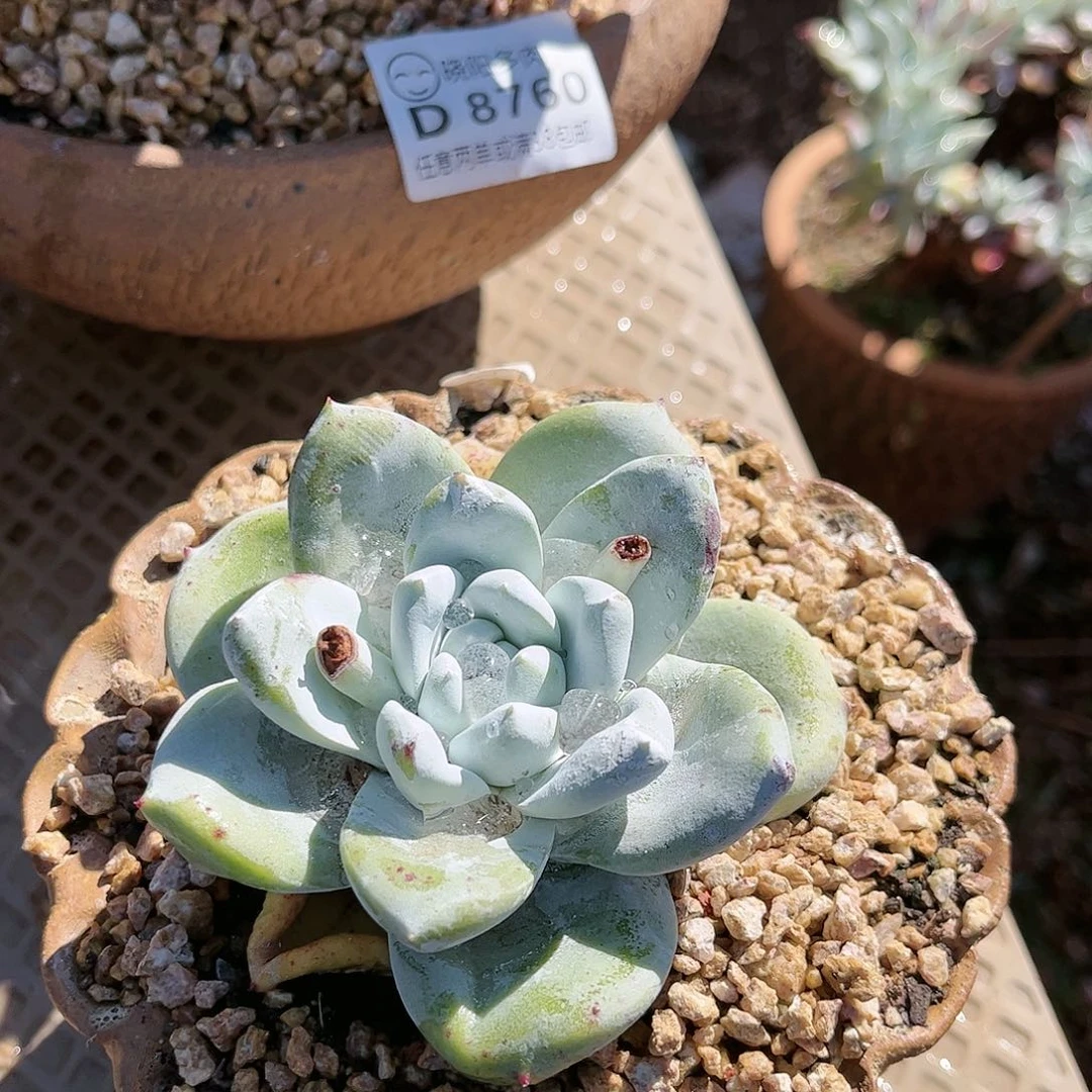 8761牡丹苹果叶仙女杯炖肉