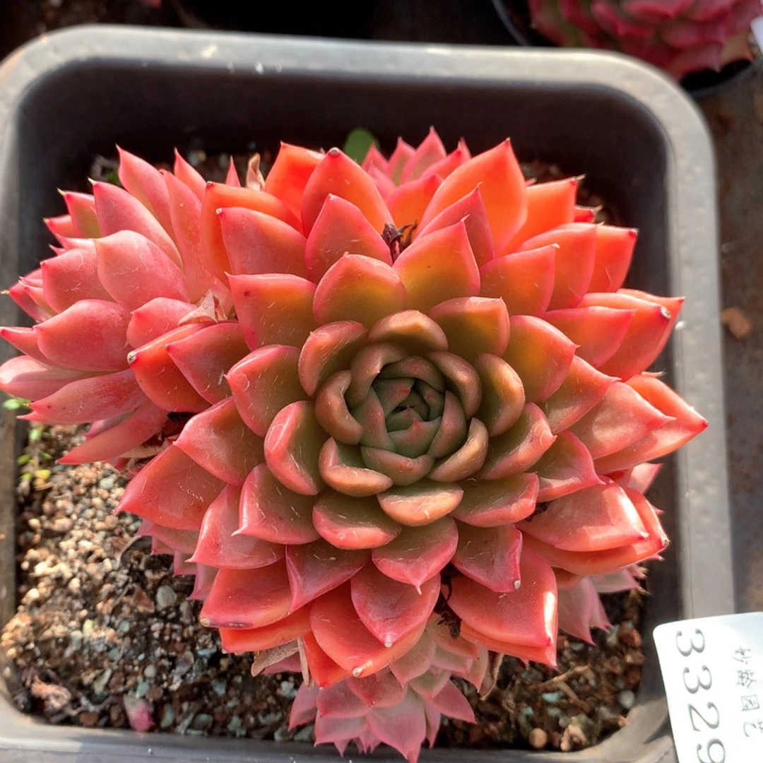 3329杂交多肉植物基地