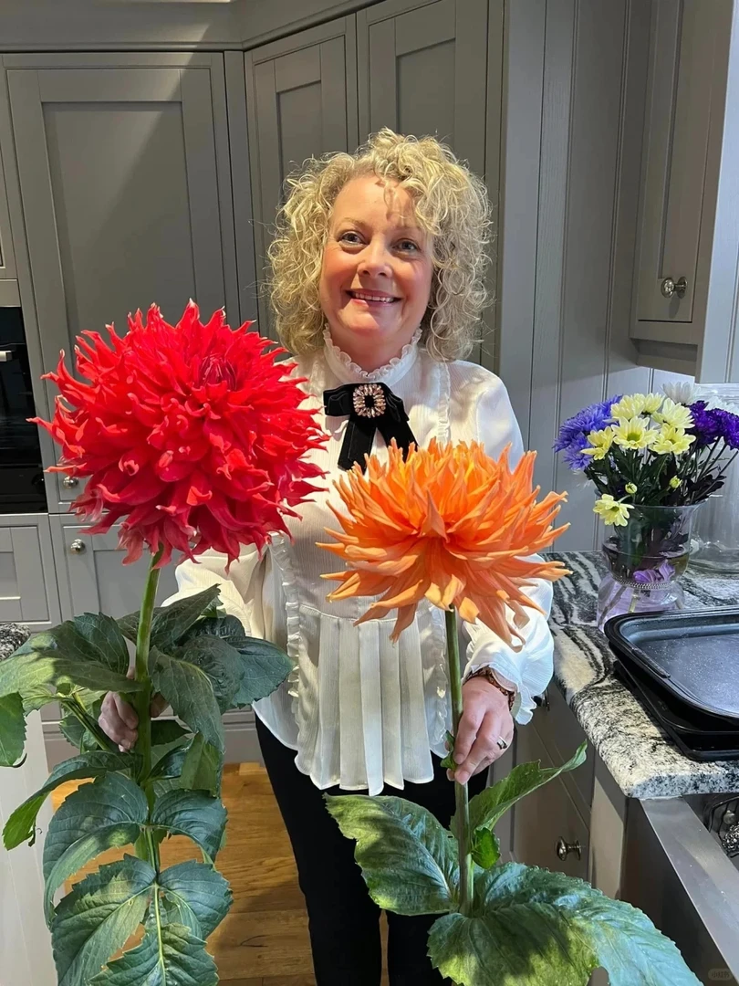 (布莱恩特菲尔)进口大丽花种球送肥料