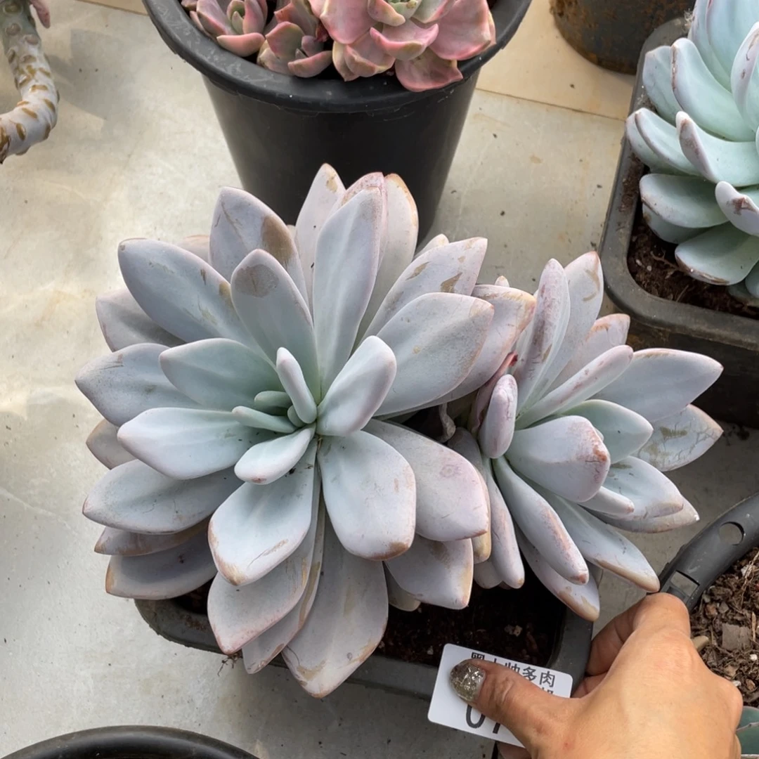 悦***️黑大帅多肉74粉兔