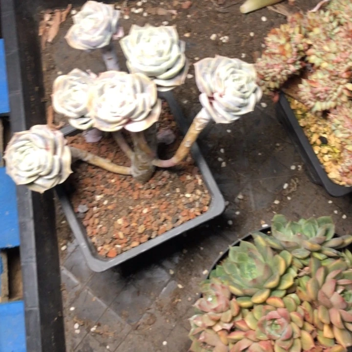 开*、62//////////////