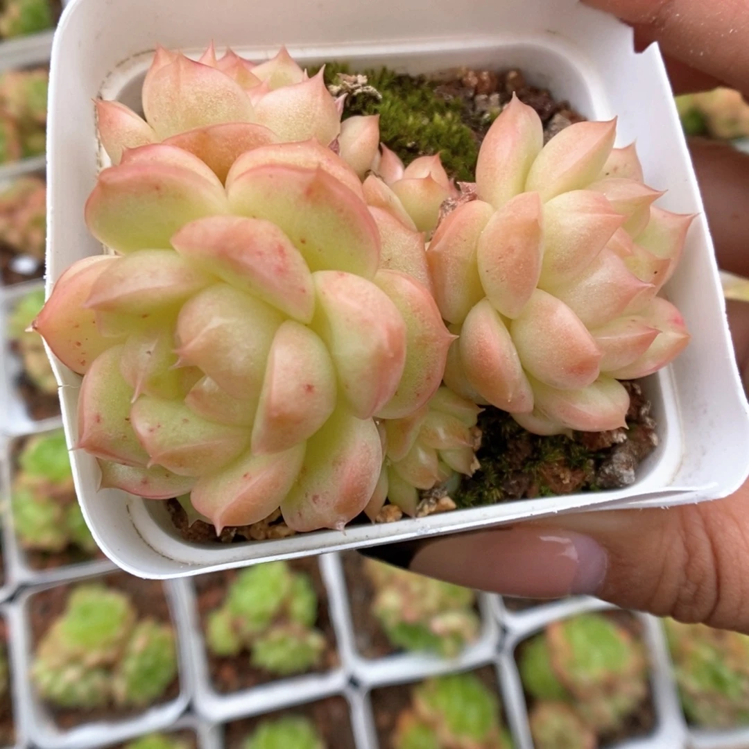 灯泡珍妮群生441号。