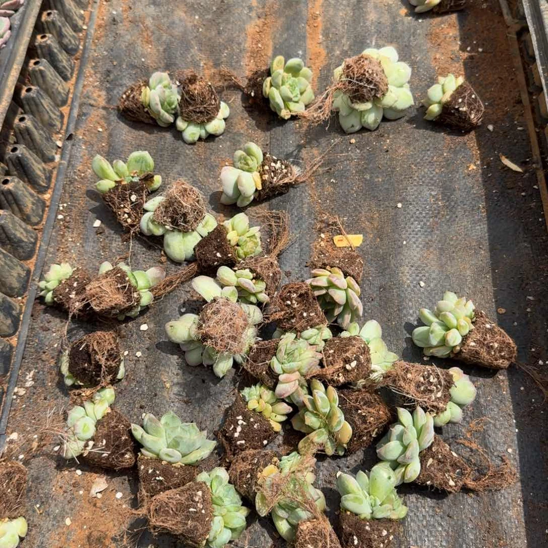 7-50宽叶绿透珍妮两颗量拍