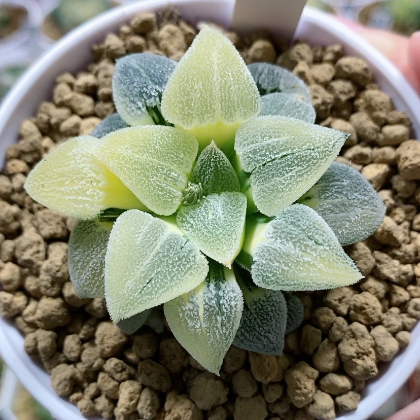 【闪购商品】96萩原磨面锦