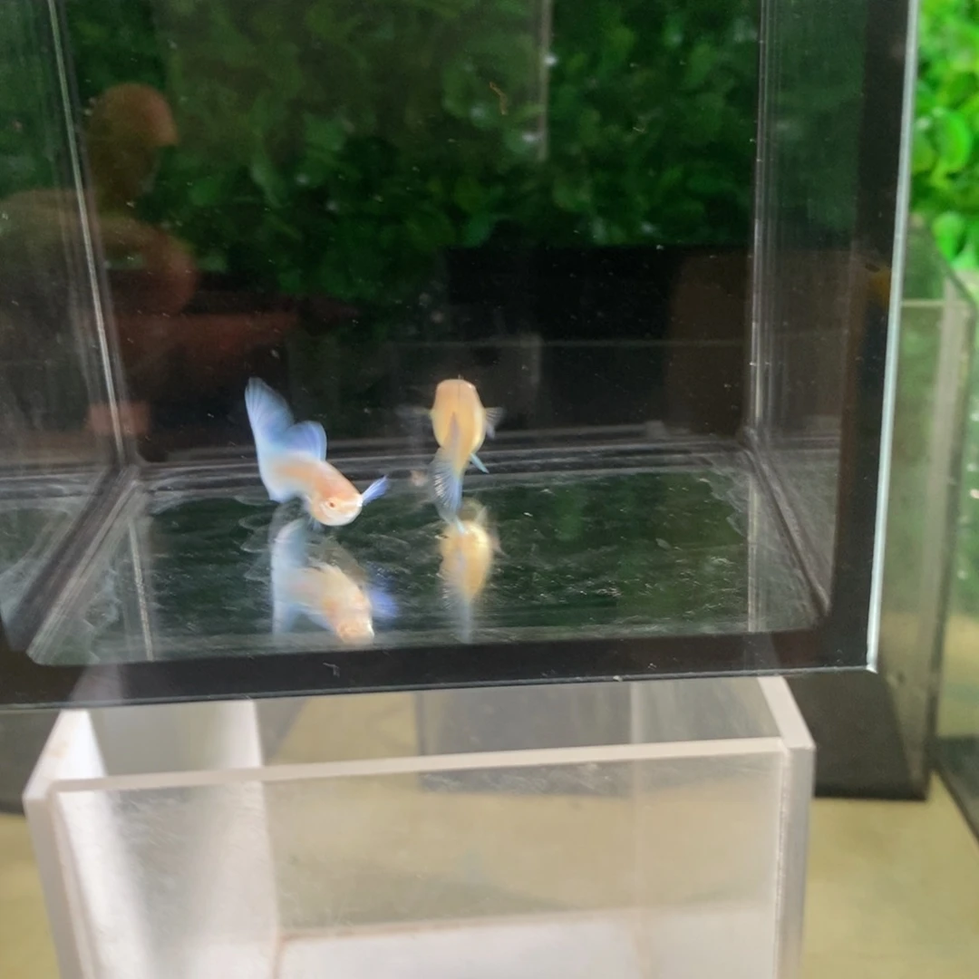 孔雀鱼紫白欧翼一对