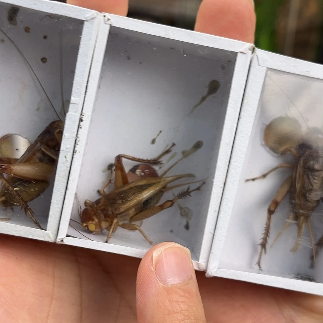 3条全品冰糖子哈哈哈