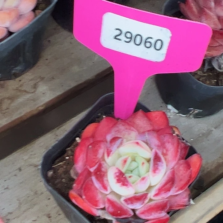 糖心      29060号