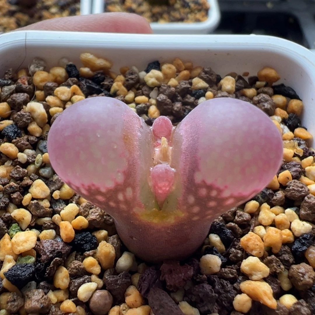 无花朵实生风铃玉9