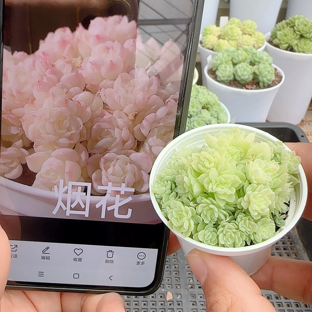 【闪购商品】0927-23烟花