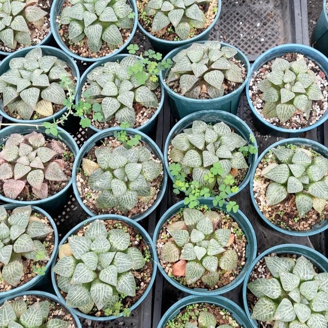 加仑盆康平玉露多肉植物一颗
