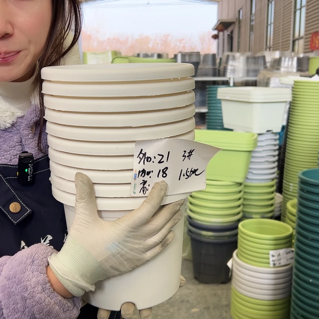 四季盆3#白色10个无托