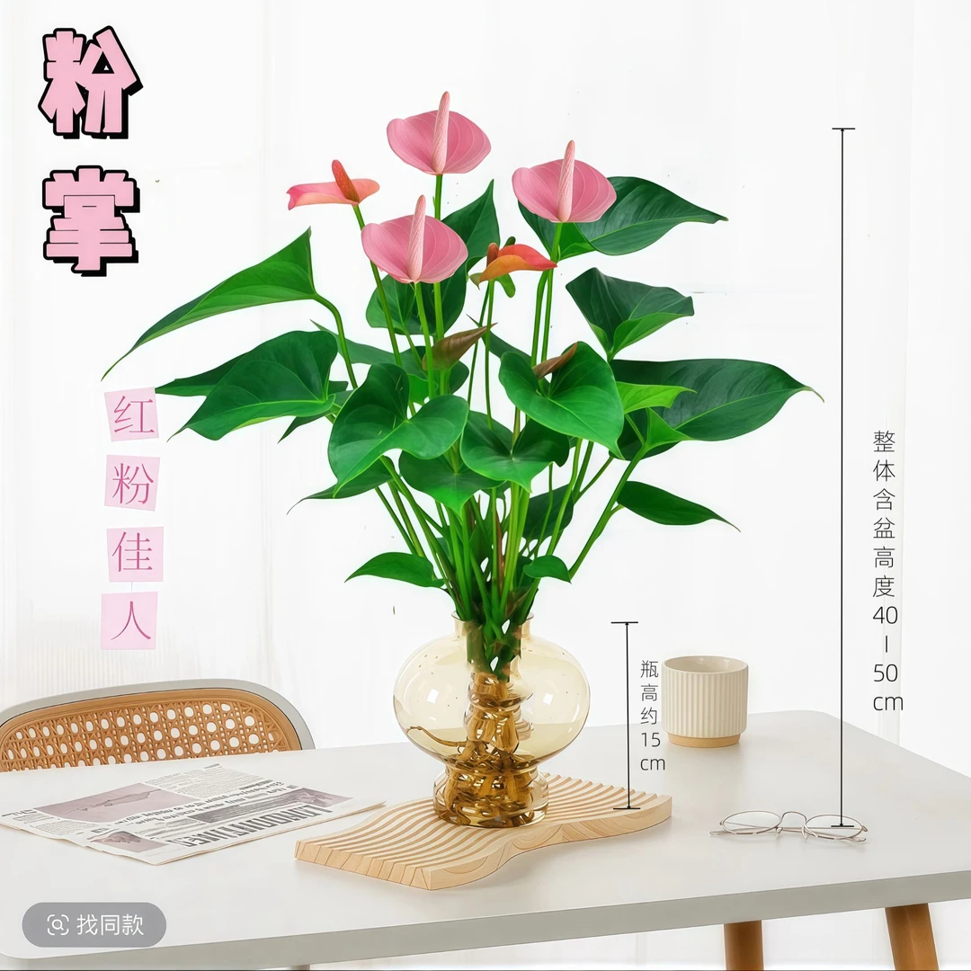 粉掌室内水培花卉植物桌面绿植盆栽客厅喜阴