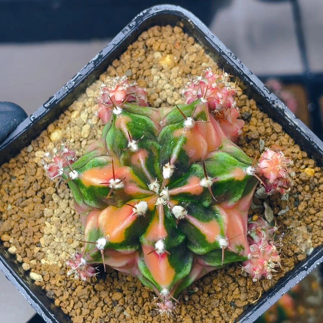 米哈洛维奇004 自根 母本5.4公分