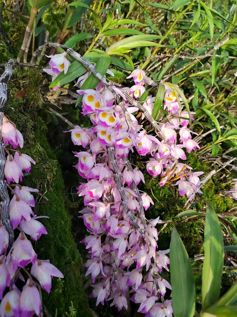 云南龙陵特产紫皮石斛兰