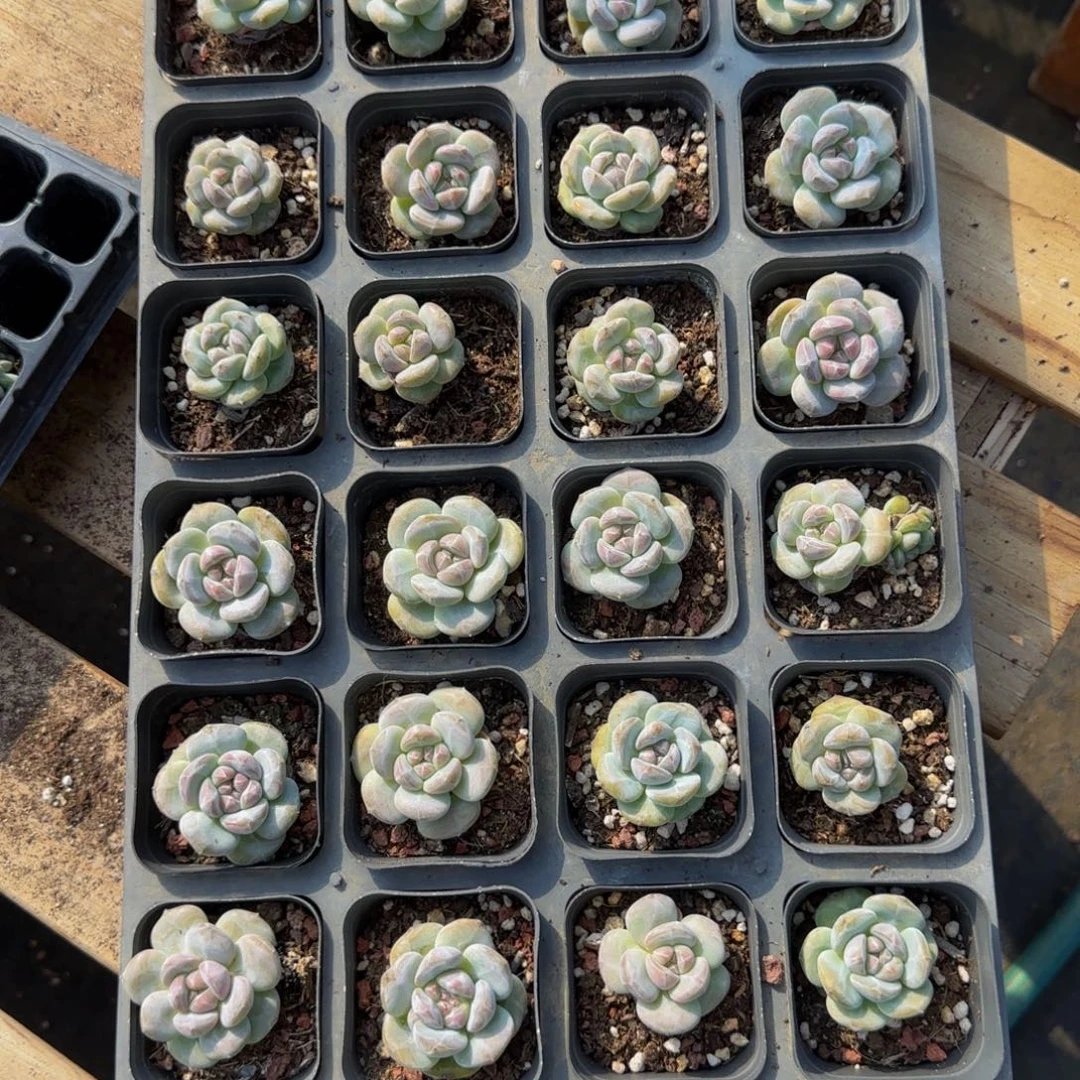 9颗一组招牌款圆叶星影特价