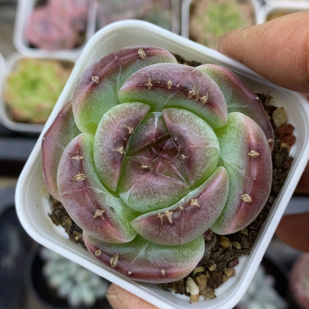 精品多肉一物拍不包整4
