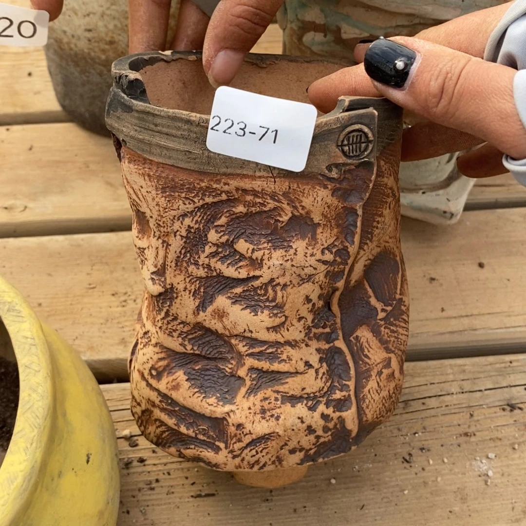 红陶泡*71号链接